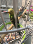 The Parakeet Empire