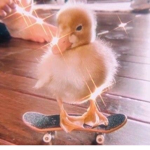 ~<>DUCKLINGS<>~