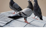 The Pigeons People