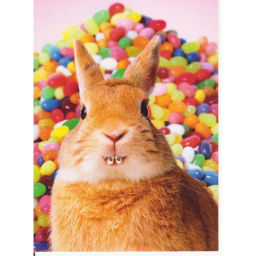 Funny bunny obby!