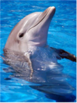 Dolphin Club