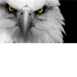 The Eagle's