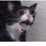 Kittens Apparently Love Money