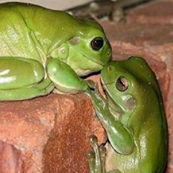 Ragdoll Engine рай для жаб 