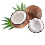 Coconuts Family
