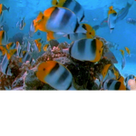 Join If U Like Fish