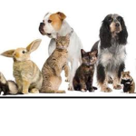 We all love Pets