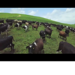 Hi I like cows join if you like cows