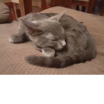 KITTY KAT GANGGG