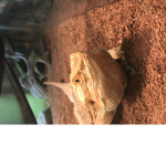 the bearded dragon fan club