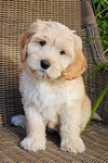 Labradoodle association of Australia