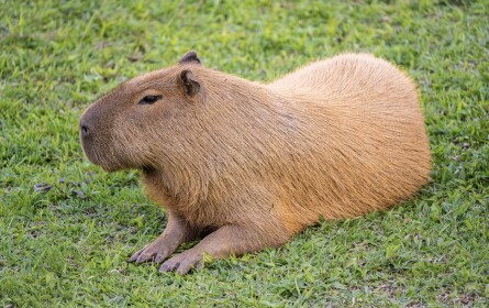 Pet Shop Tycoon (CAPYBARA)