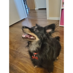 My dog Ford <3