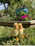 I love ducky it is so cute