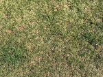 Grass ix