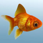 #FISH!