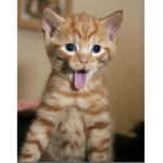 Meowzer squad