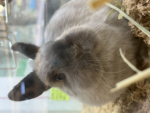 .hay