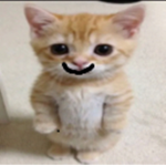 shh愛情<3