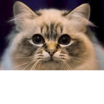 Cat land kingdom