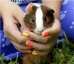 Official Guinea Pig Club