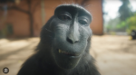 monkey civilization 12345