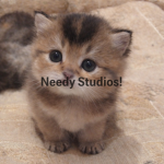 Needy Studios!