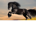Horse palls