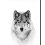 the dope wolf pack