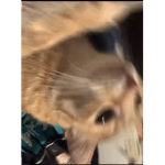 Rusty_Cat_Group