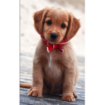 Puppies are the best!!!