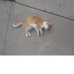 Chilled Cats