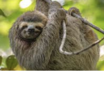 1 team sloth forever