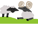 Sheep and rams family
