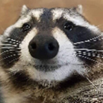 Force Racoonaissance