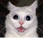 CAT GROUP FOR EVERYONE