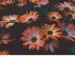 florally_florals <3