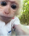 Monkys