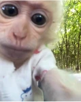 Monkys Group Thumbnail