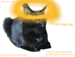 Cat pictures a
