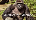 Rip Harambe Rip my pet Rabbit