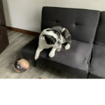 -Buddy and Luna’s robux-