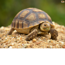 Turtle Hangout Area