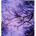 Little Lavender