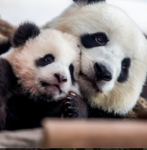 Pandas army fam