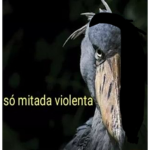 amoguinhos
