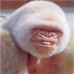 The Cream Monkeys