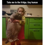 The legend of cats