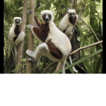 MONKE GANG YEEEEE