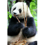 Pandas play Kittens Rock
